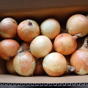 訳あり　大タマネギ（有機JAS）箱込9kg