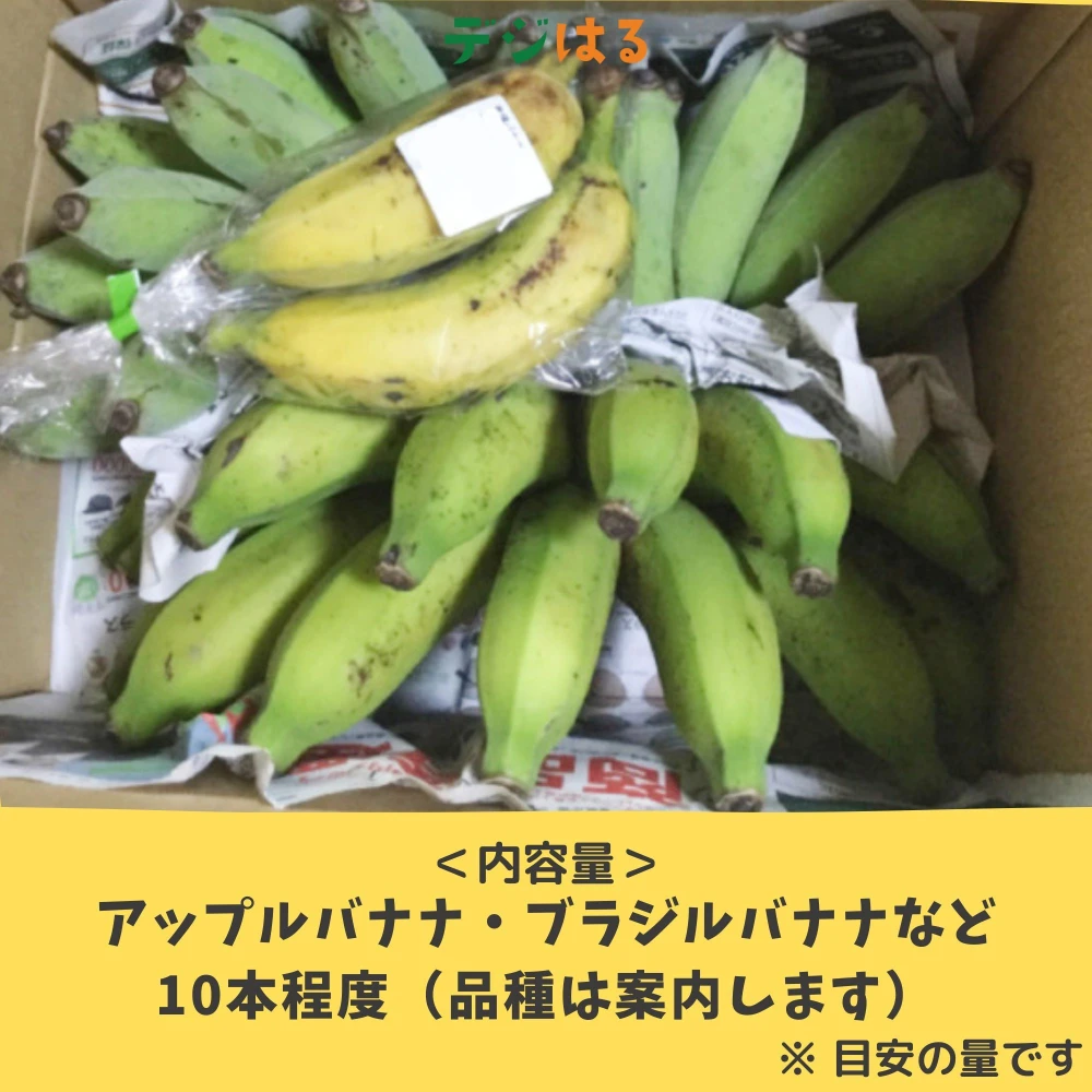 【送料無料】沖縄県南城市産バナナいろいろセット（無農薬・無化学肥料）