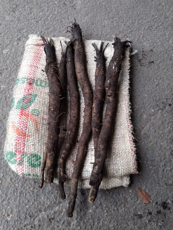 柔らかくておいしい ごぼう 自然栽培