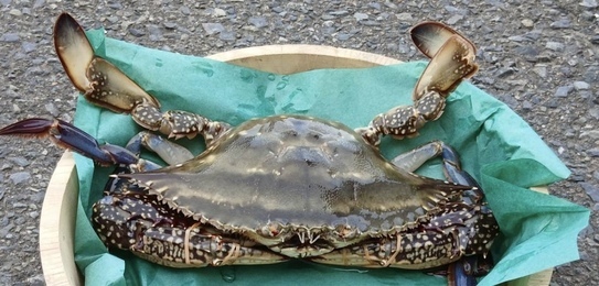 TTD 253【⭐︎ りょーま様⭐︎】【美品・数量限定】 大きめワタリガニ 約3kg（3～6匹）｜カニの商品詳細｜ポケットマルシェ