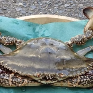 大きめワタリガニ　約3kg（5～6匹）