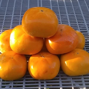 【種なし柿】晩生品種ひら種(糖度12度)2kg常温便、和歌山産