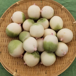 岩手山麓育ち❗️紅芯大根　1.5kg  B品　農薬・化学肥料不使用