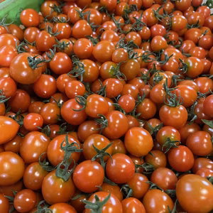 【高級】濃奏ミニトマト 徳用1kg