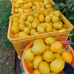 段々畑のレモン【希少な国産】5kg(箱込)