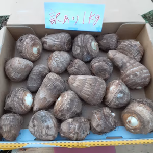 訳あり❣小ぶりの特選絹芋(里芋)不揃い品　約1ｋｇ　1点限り❕