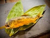 温めるだけで名店の味《こまち鮎》鮎の塩焼き　こだわりの炭火焼　熨斗対応可