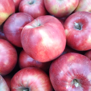 秋田から　紅玉3キロ10～12玉　M、Lサイズ