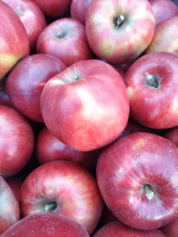 秋田から　紅玉3キロ10～12玉　M、Lサイズ