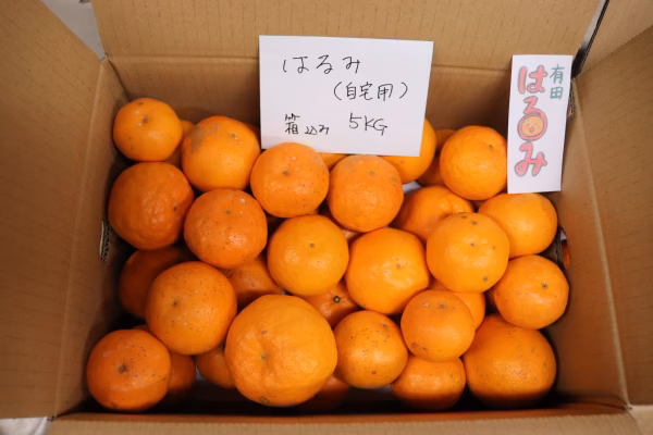 うちの春もの　『はるみ』自宅用( •̀∀•́)۶