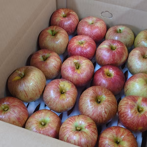 味は抜群！お得なサンつがる（訳アリ）