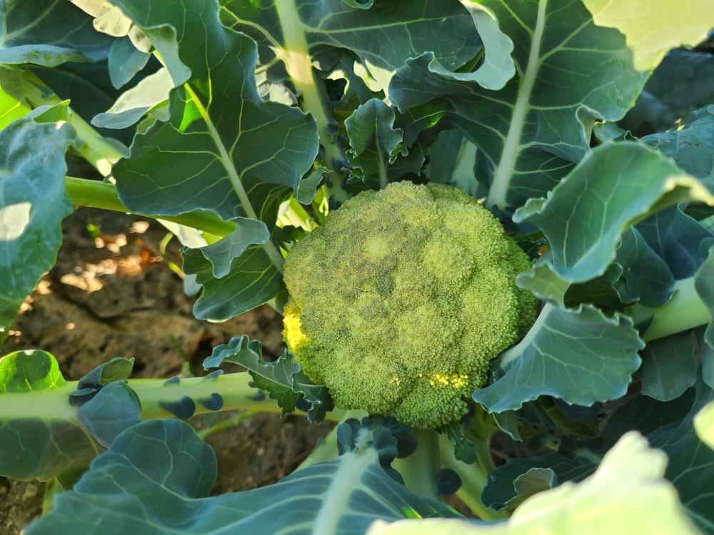 味が濃い★美味しくてニッコリ笑顔！旬野菜♪