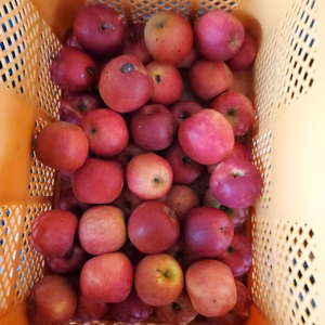 約10キロ紅玉加工.料理用