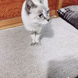 奥羽のチャッペ