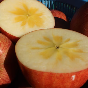 山形県 朝日町産 りんご 1級品 サンふじ 贈答用 