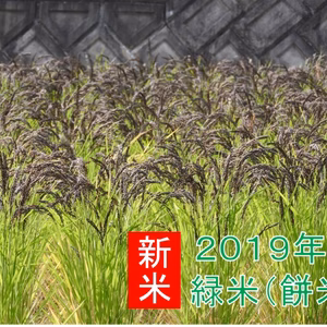 緑米【玄米】（手植え手除草天日干し自然栽培）