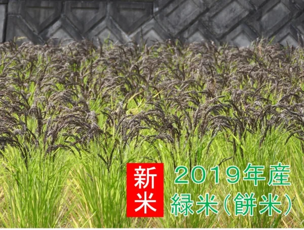 緑米【玄米】（手植え手除草天日干し自然栽培）
