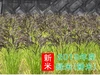 緑米【玄米】（手植え手除草天日干し自然栽培）