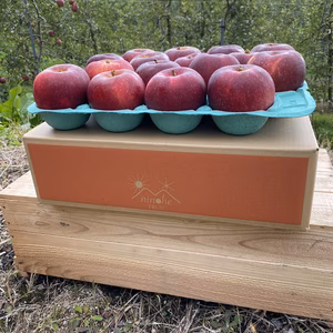 【ただいまポケマル】サンふじ訳あり