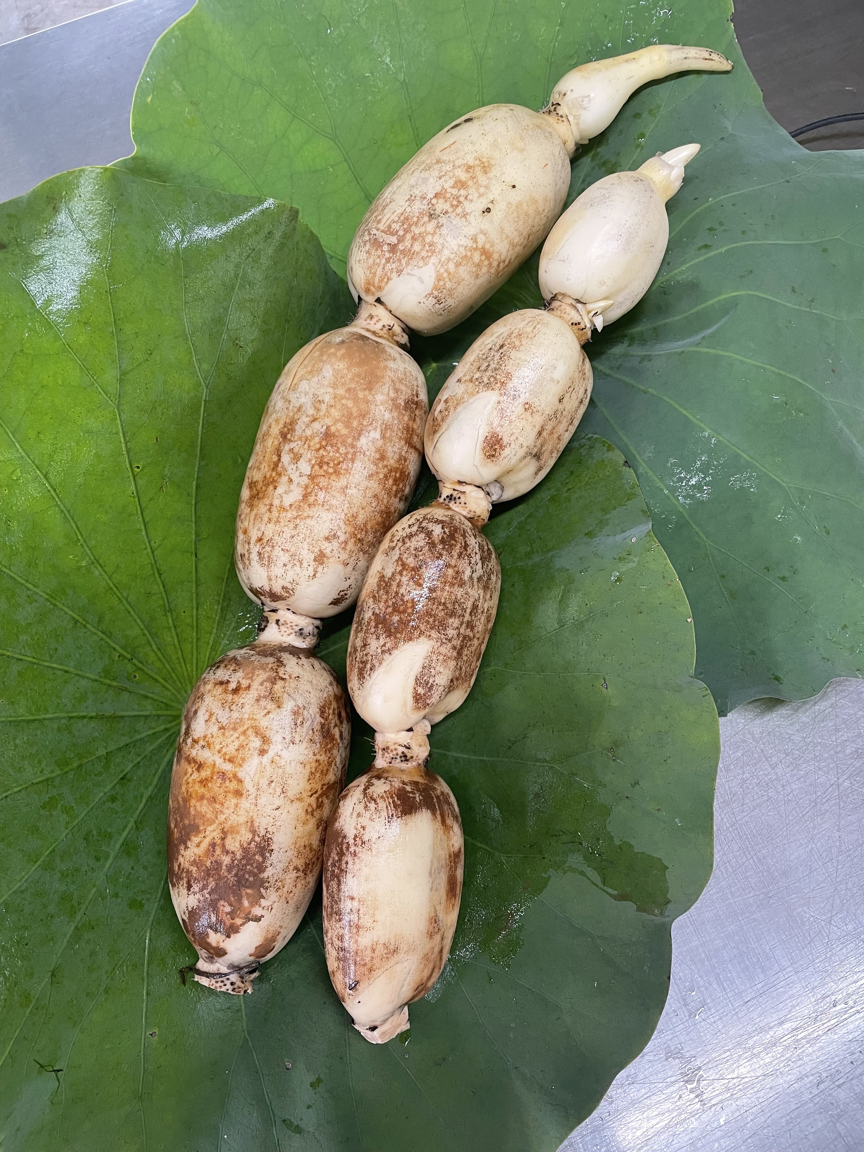 無農薬・無施肥の自然栽培のれんこん｜れんこんの商品詳細｜ポケット