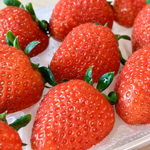 【栃木県限定生産夏いちご】那須高原のなつおとめ