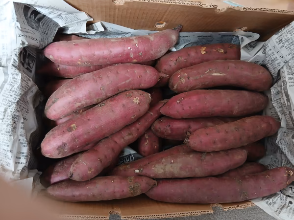 熟成　さつまいも
