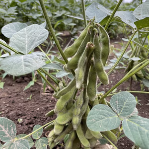 枝豆（湯あがり娘）1.2Kg