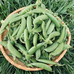 【ネコポス】シャキシャキ⭐︎スナップえんどう 450ｇ