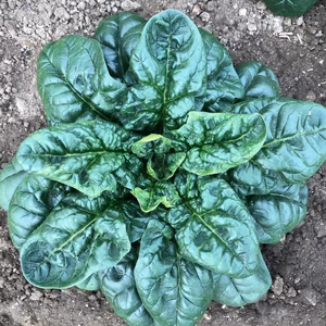 【冬季限定】雪国富山のちぢみほうれん草