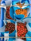 阪口農園の甘〜いカラフルミニトマト 1キロ　21日収穫❗️