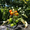 2kg『旨さが止まらないトマト』こんなに食べちゃた！自然栽培の甘味が口いっぱい