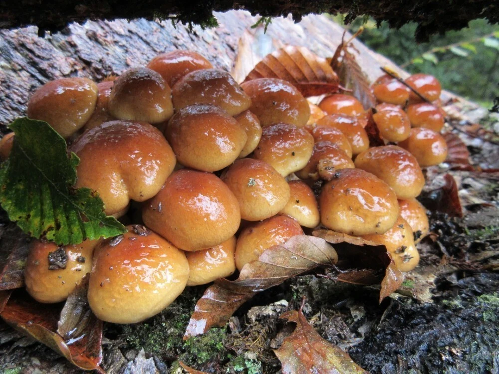 山形県産  「茸・筍・炊き込みご飯の素」200gｘ各2袋 (4袋セット)