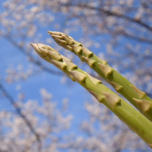 《3月発送》春芽アスパラガス　2Lサイズ800g＋少量おまけつき