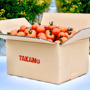 北海道十勝のおいしいミニトマト！