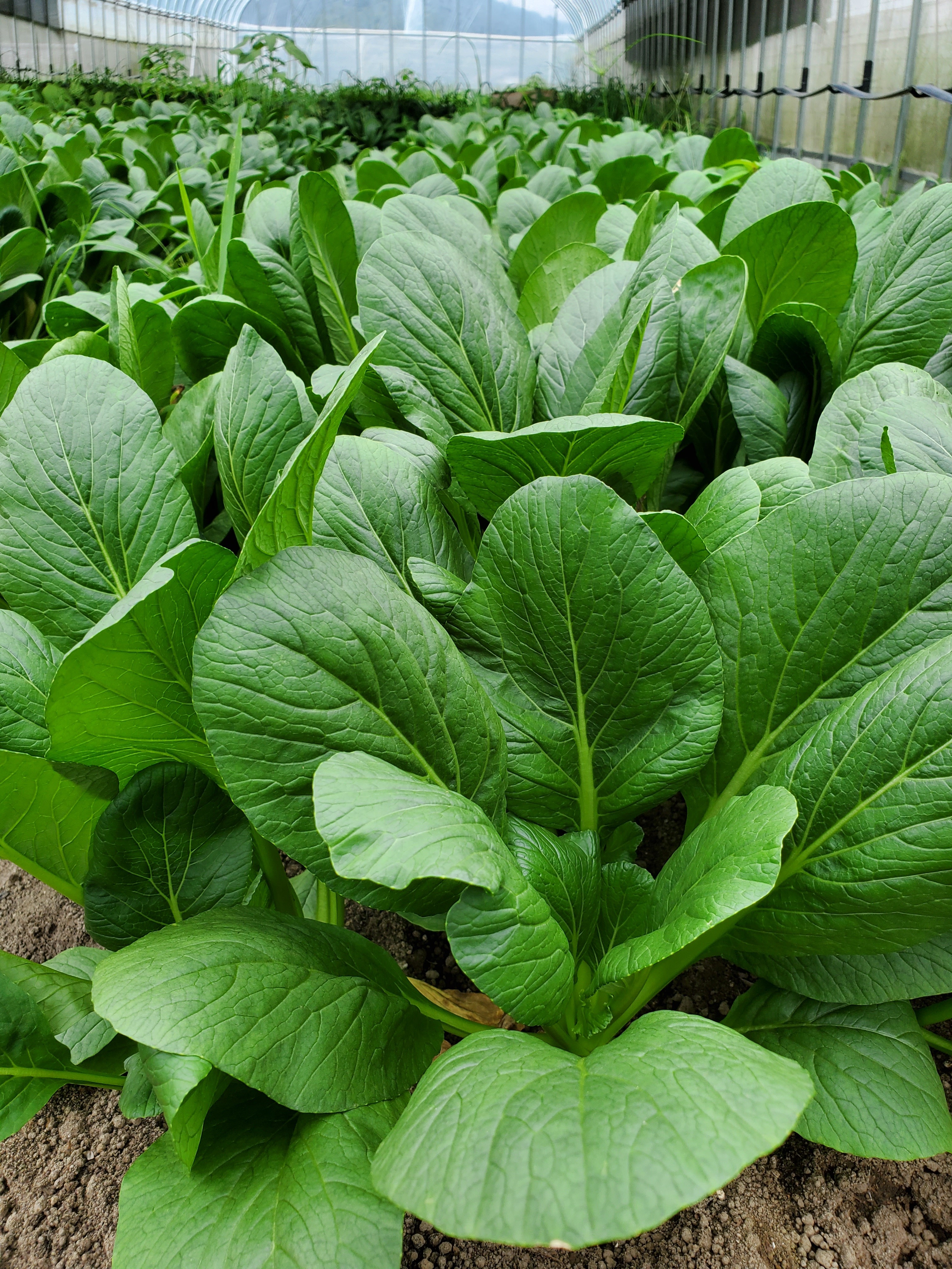 葉物野菜の美味しい季節。京小松菜。農カード付き｜野菜の商品詳細