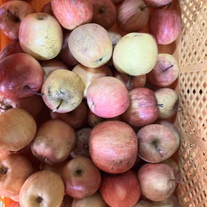 加工用　超訳ありサンふじ箱込6キロ　農薬半減栽培で安心安全