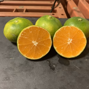 【お買い得】※訳ありみかん