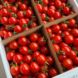 【7周年福袋】‼️食べ比べ‼️今年限りの組み合わせミニトマト