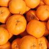 【無農薬栽培】熊本産 ポンカン
