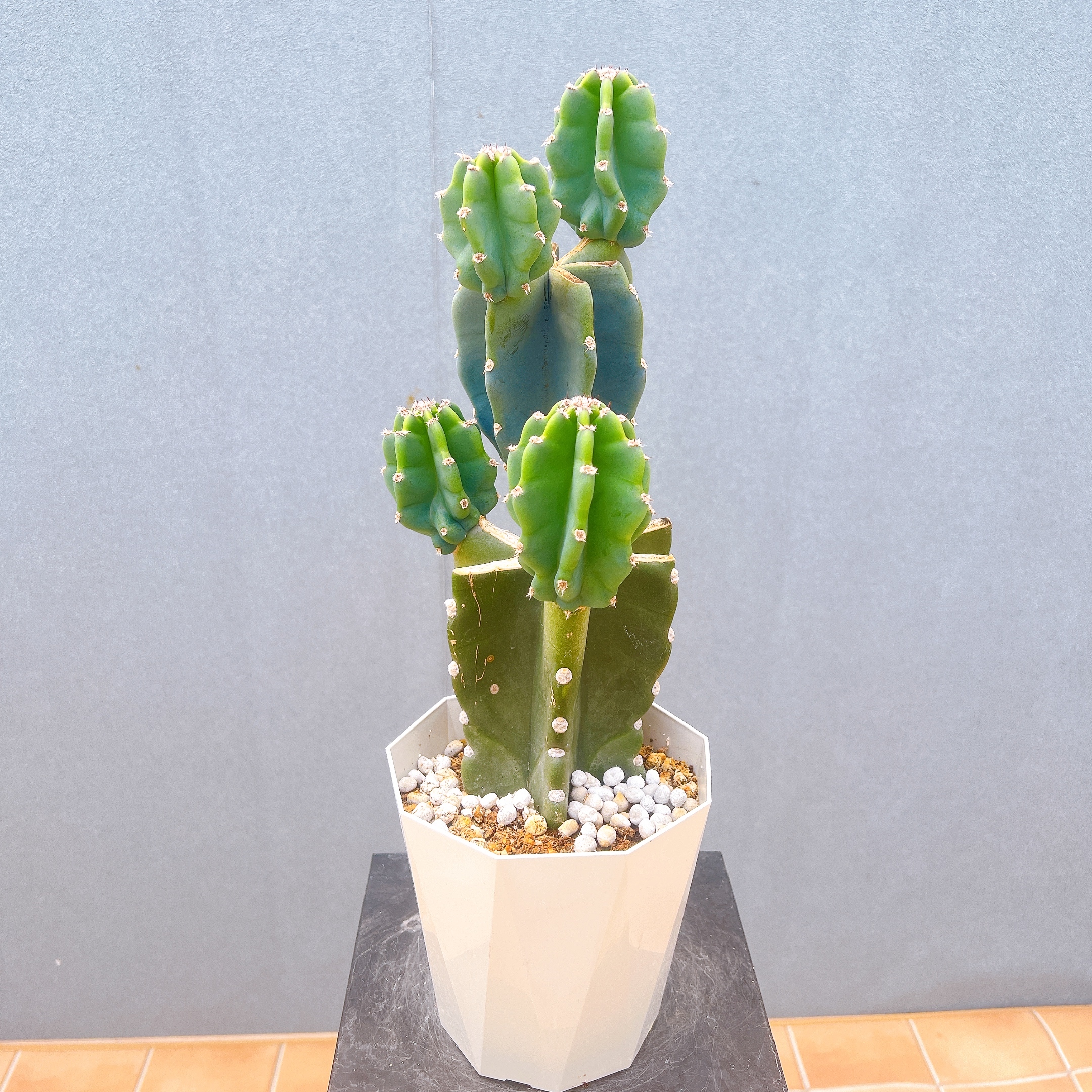 現品　サボテン　柱サボテン　ブランチ　鬼面角　4　特大　ドライガーデン　観葉植物 在庫販売】 サボテン 柱サボテン ブランチ 鬼面角 ドライガーデン