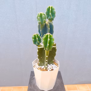 【在庫販売】　サボテン　柱サボテン　ブランチ　鬼面角　ドライガーデン