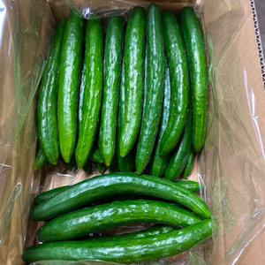 新鮮採れたてきゅうり
