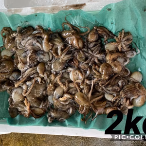 今年ラスト‼️秋田県由利本荘産【イイダコ】1.5kg