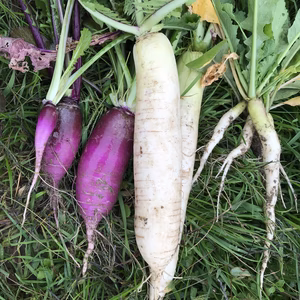 秋の会津伝統野菜セット（農薬化学肥料不使用）
