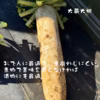 【訳あり】煮物に最適！　固定種の野菜セット11月 (霜月)
