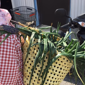 石積み段々畑の新玉ねぎテレビでも話題沸騰まぼろしの