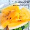 【予約受付】尾花沢すいか『金色羅王』Ｌサイズ  糖度15度以上の極甘