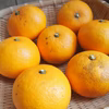 【期間限定2月中旬まで】農薬不使用・夏みかん(1kg)