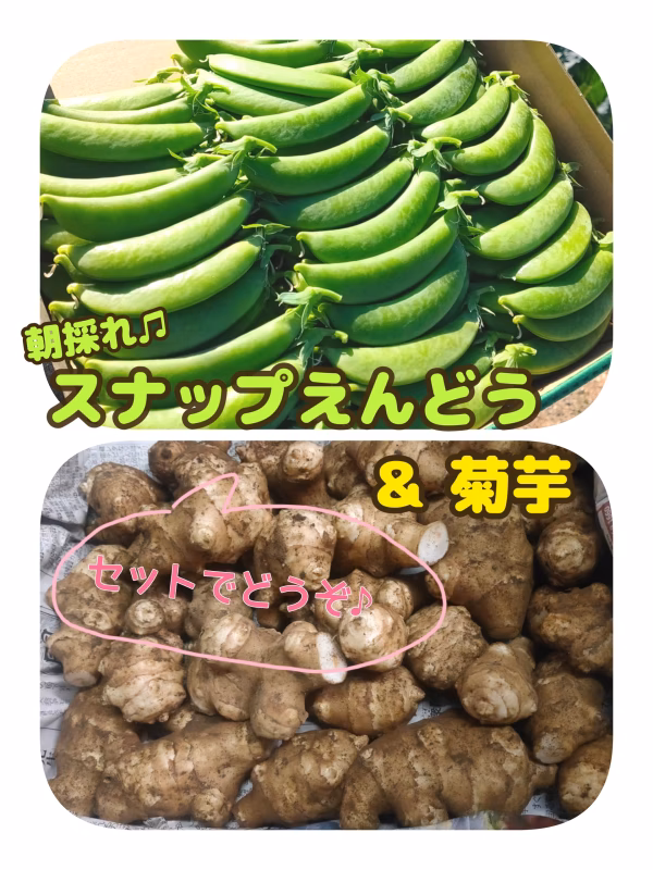 朝採れ♪スナップえんどう＆菊芋/セットでどうぞ