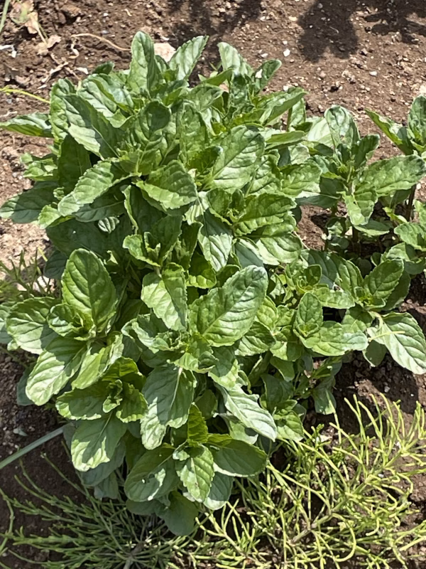 　常温便　露路　イエルバブエナ　　ミント　農薬は使ってません